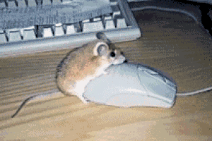 mouse_mouse.gif