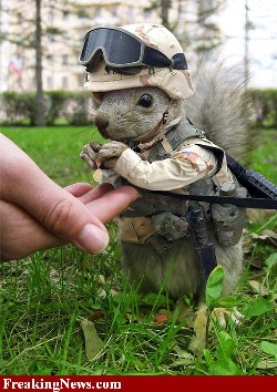 18488-Captain-Squirrel-Army_w.jpg