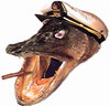 Kpt. Gjeddekjeft