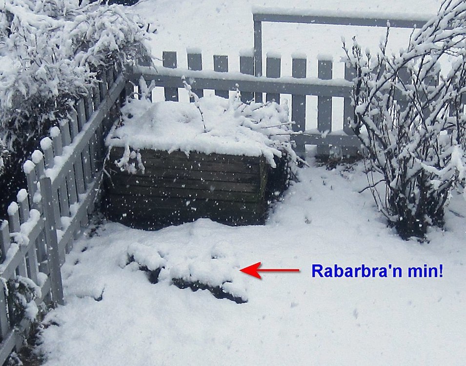 rabarbra_24042017.thumb.jpg.65fe4b61d8683bb3b1ed0819a142f565.jpg