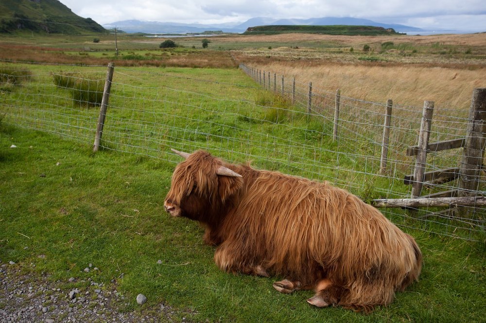 Kerrera-2.jpg.0f3628c74e1613e956530b112efab797.jpg