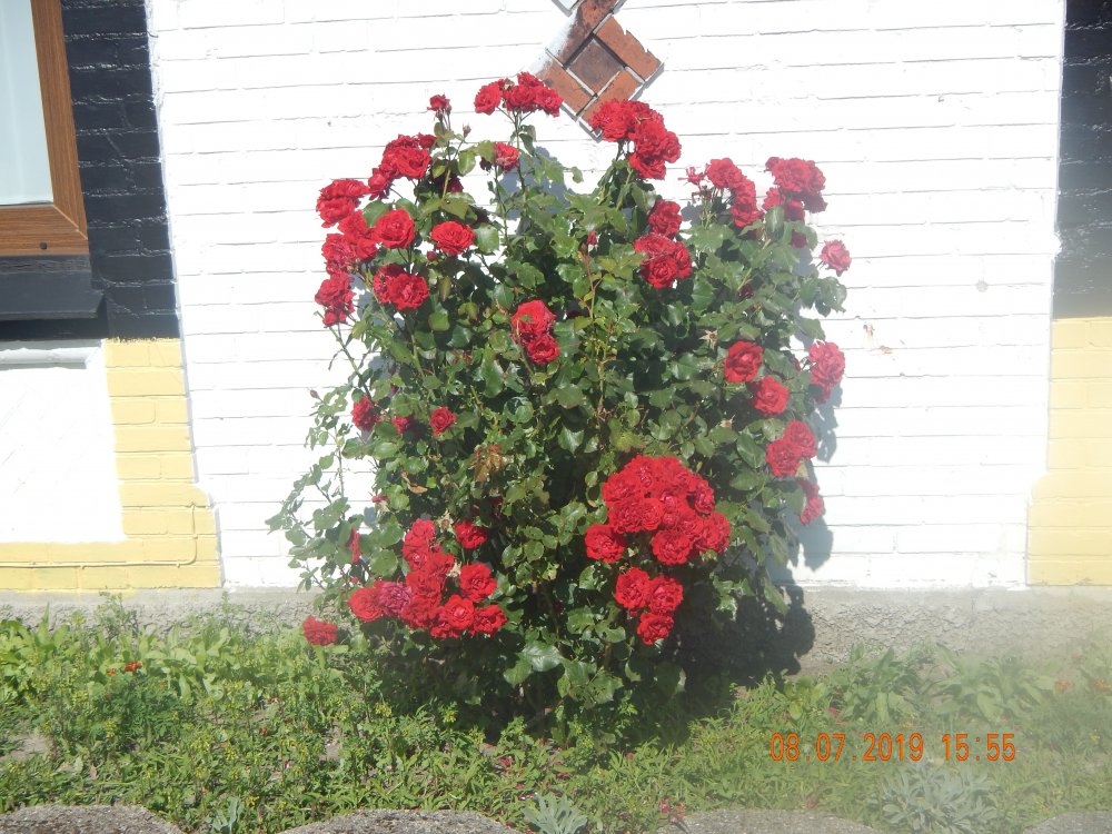 DSCN5041.JPG.d963bbdbc5a417fe86366ee5e83b869c.JPG
