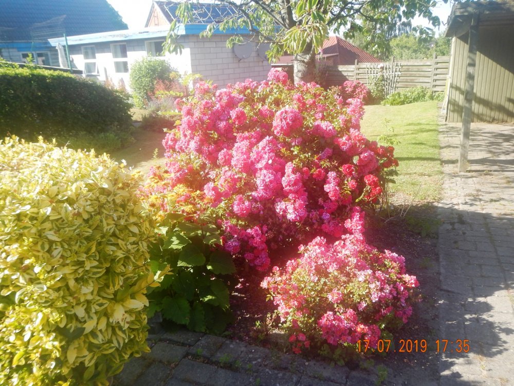 DSCN5160.JPG.57d1bd784de4f87c23a06802a6da2a95.JPG