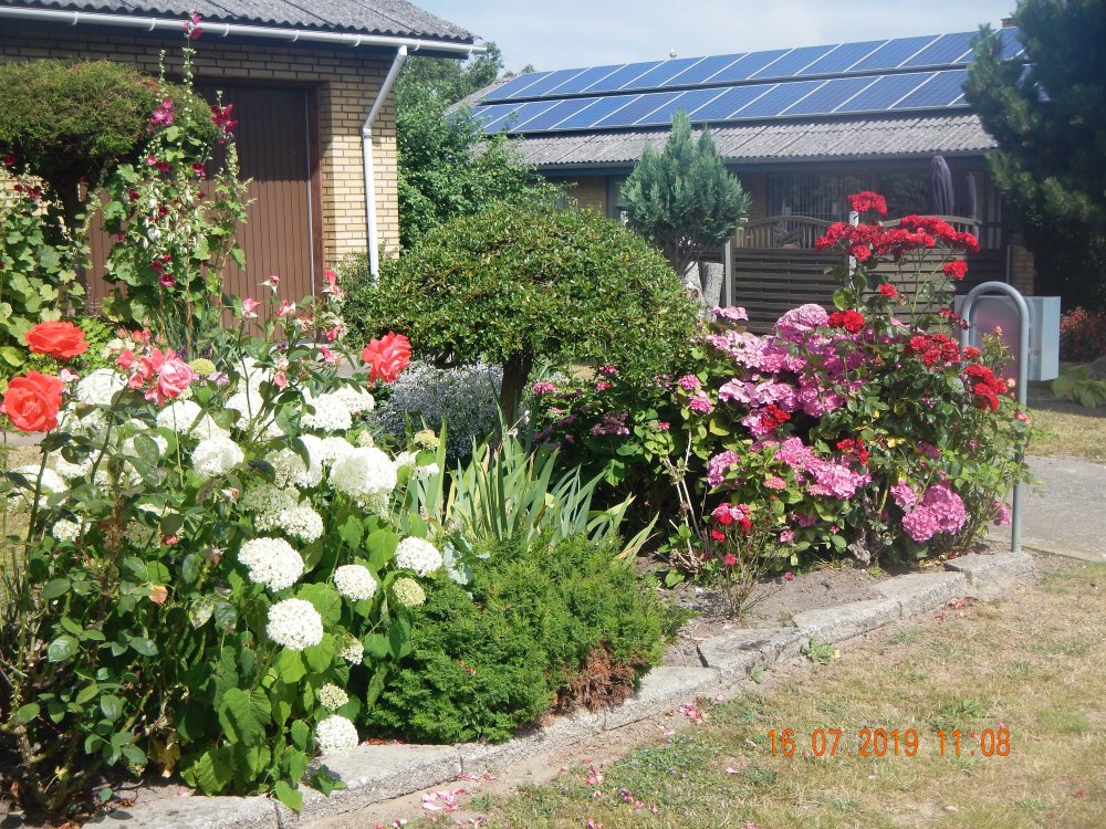 blomt_DSCN5118.JPG.a00c94c22c1216148e545bd7f1f7d464.JPG