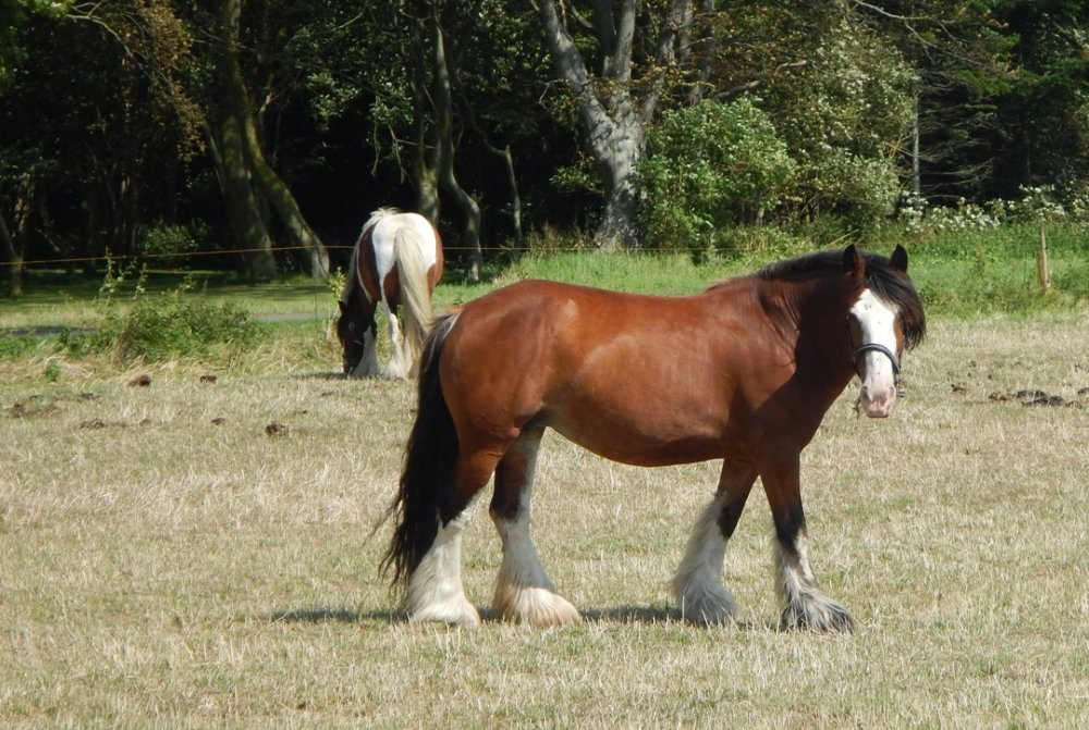 2087475464_hest3DSCN5830.JPG.adda331d66318daf05323a738ca3e447.JPG