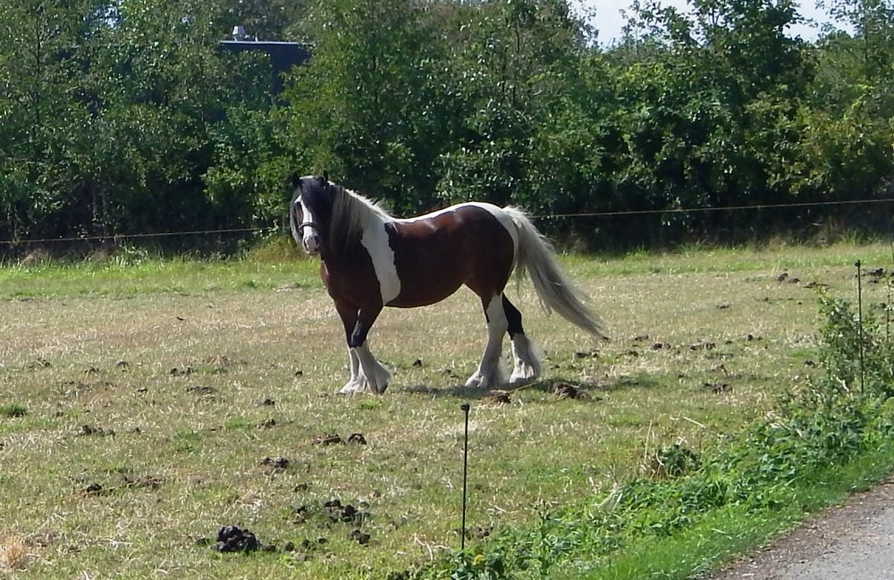 DSCN5825.JPG.98555f5d3f39c9ea519db00cc37b1af7.JPG