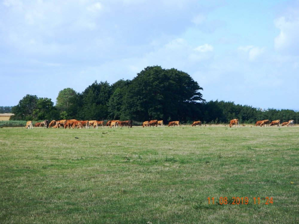 kvegDSCN5811.JPG.47ea622b025163123dbafad258e58690.JPG