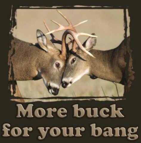 buck.jpg.106db238e244dd21c03a51a6b675bcbb.jpg