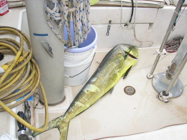 Mahi-Mahi.jpg.b31c6243e41e28d35f4e7e39e1a36c84.jpg