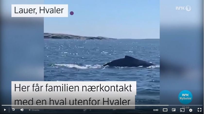 1705963079_HvalpHvaler.JPG.1fb0fae3a9d96e543fbe75ead8212d84.JPG