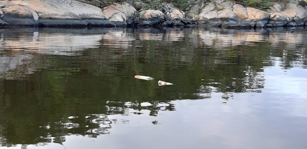 20191030_124839.jpg.52f9d82cc1189ee5c32c708dd9addaab.jpg