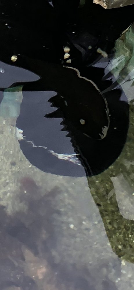 F4985058-DEB5-4BB3-A91B-A2423E833EAA.jpeg.4b3db816de83e7c86b6c53b0363cd0f9.jpeg