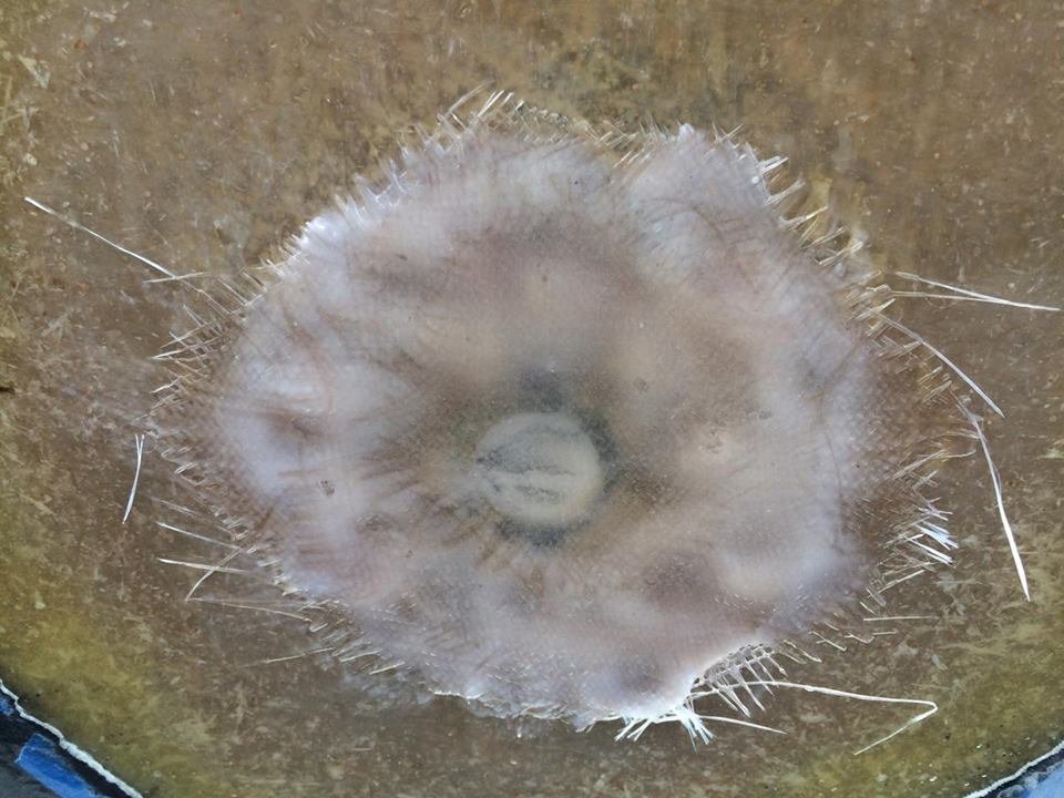 7.jpg.49122673a79e18ae7f13f3d984f380f4.jpg