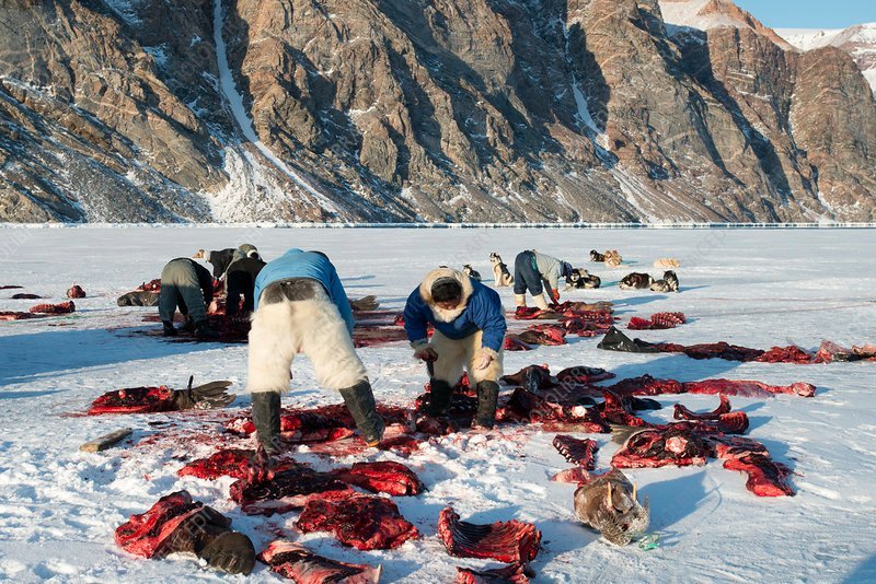 C0262384-Inuit_hunters_butchering_a_walrus.jpg.4ef440d5284bc583f4a20b006a1bfa88.jpg