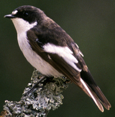 image_2025-07-13_235125262.png.98bfff2665367be6453bf666baa3e979.png